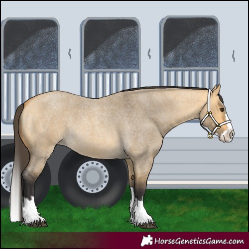 Horse Color:Buckskin Roan Dun Splash