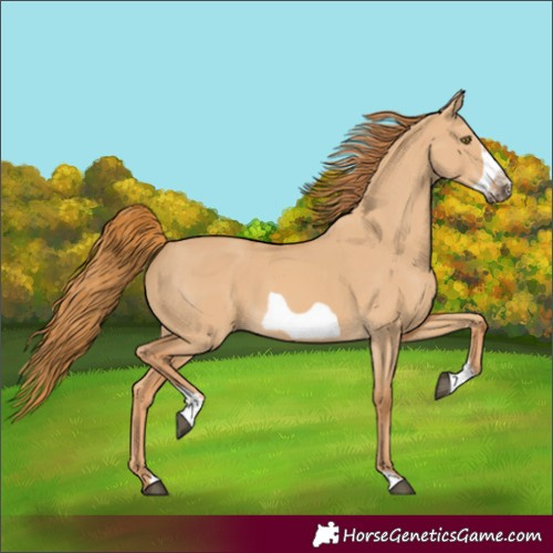 Horse Color:Red Dun Sabino Frame 