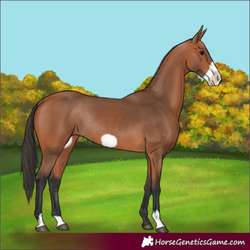 Horse Color:Bay Frame Rabicano 