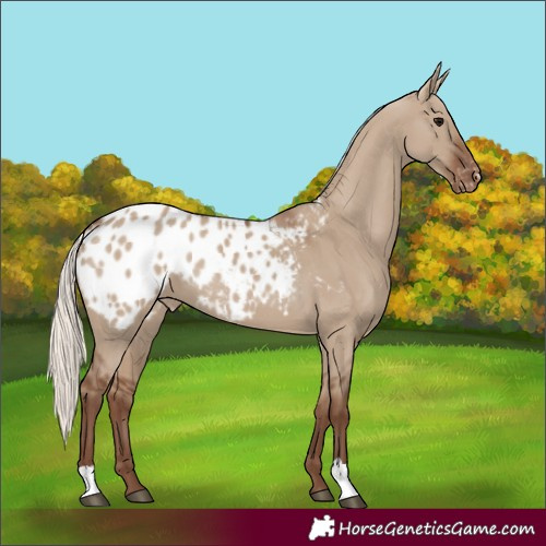 Horse Color:Silver Grullo Appaloosa