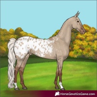 Horse Color:Silver Grullo Appaloosa 