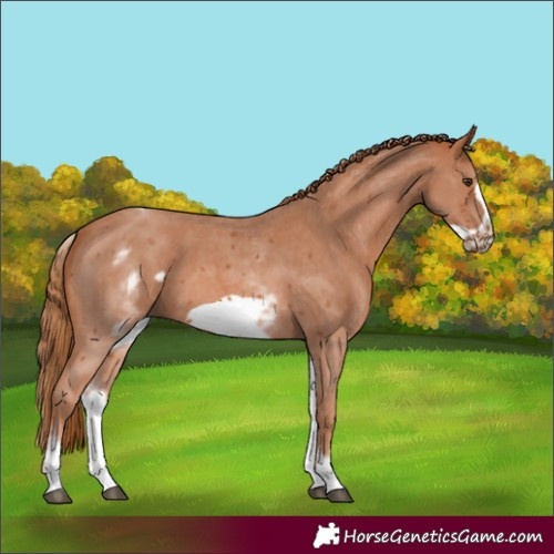 Horse Color:White Spotted Chestnut Sabino Frame