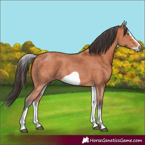 Horse Color:White Spotted Bay Sabino Frame