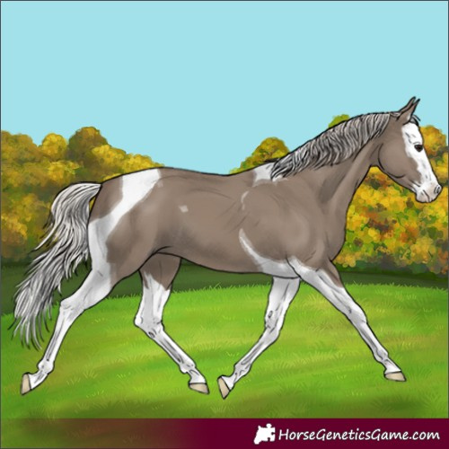 Horse Color:Silver Grullo Splash Tobiano