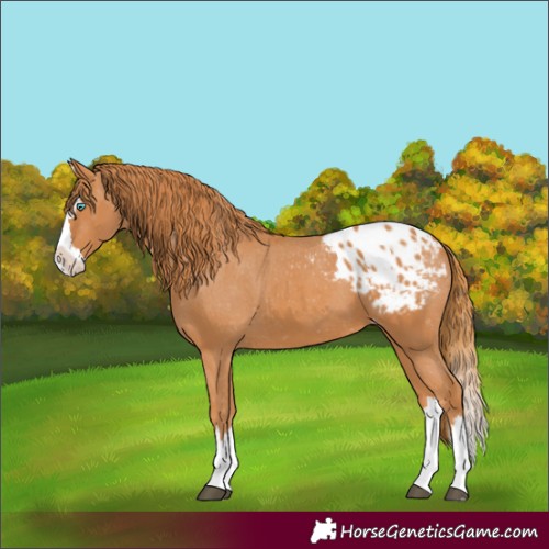 Horse Color:Chestnut Splash Appaloosa