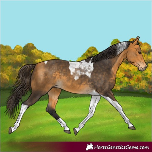 Horse Color:Buckskin Tobiano