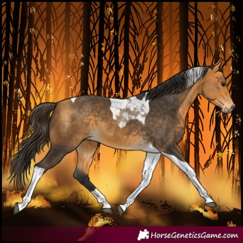 Horse Color:Buckskin Tobiano