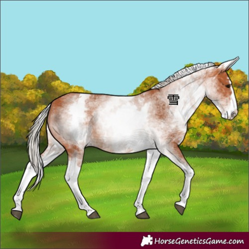 Horse Color:Unknown 