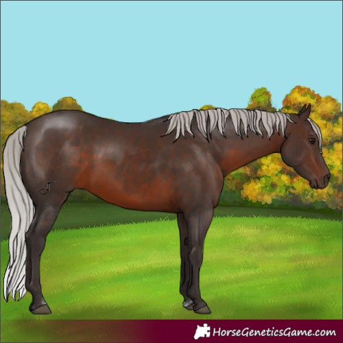 Horse Color:Silver Brown Rabicano 