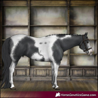 Horse Color:Black Tobiano Frame 
