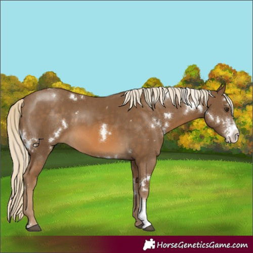 Horse Color:White Spotted Chocolate Palomino Sabino