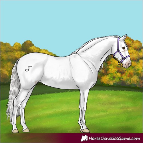 Horse Color:Silver Black Pearl Sabino Frame 