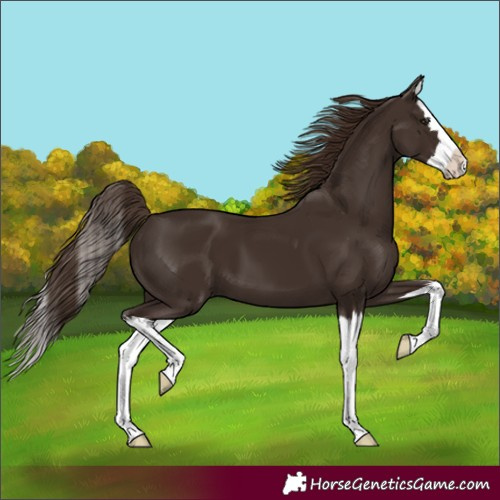 Horse Color:Unknown 