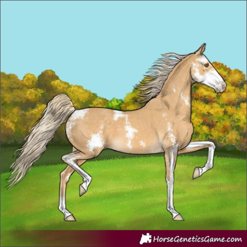 Horse Color:Unknown 