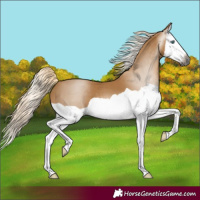 Horse Color:Gray Palomino Splash 