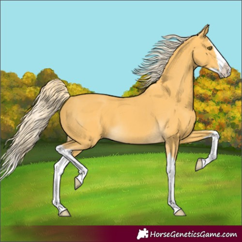 Horse Color:Palomino Splash