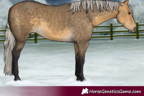 Horse Color:Silver Buckskin Dun 