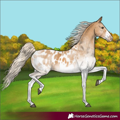 Horse Color:White Spotted Palomino Frame Blanket 