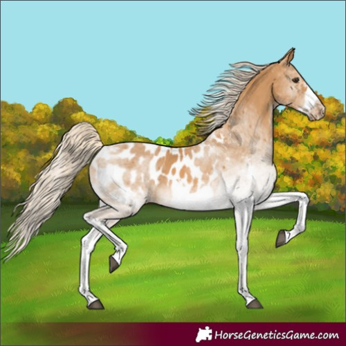 Horse Color:White Spotted Palomino Frame Appaloosa