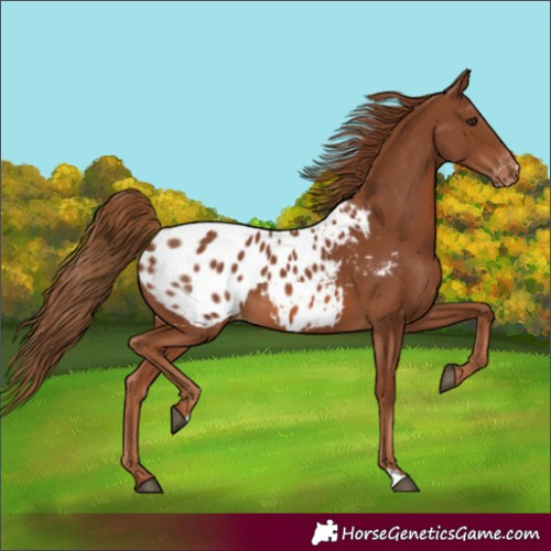 Horse Color:Chestnut Appaloosa