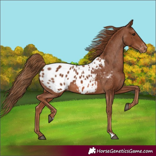 Horse Color:Chestnut Blanket