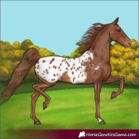 Horse Color:Chestnut Blanket