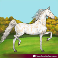 Horse Color:Palomino Dun Appaloosa 