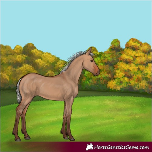 Horse Color:Silver Bay Dun 