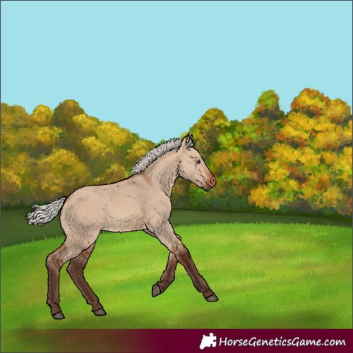 Horse Color:Silver Bay Dun 