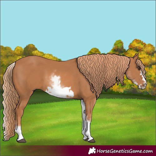 Horse Color:White Spotted Chestnut Frame 