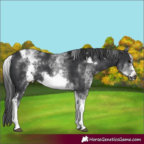 Horse Color:White Spotted Black Tobiano Frame