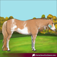 Horse Color:White Spotted Chestnut Frame 