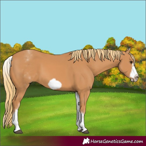Horse Color:White Spotted Chestnut Frame 