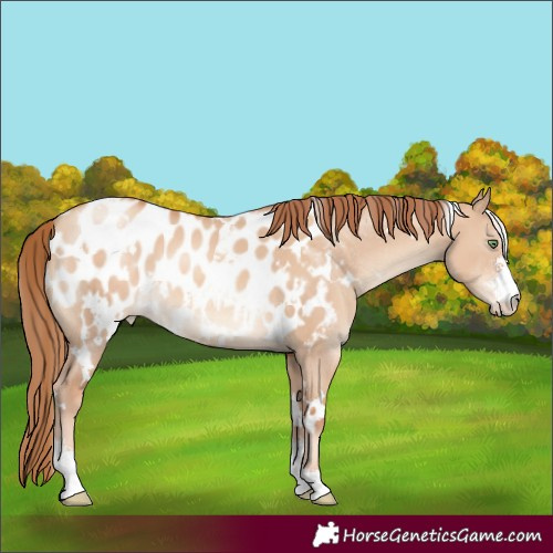 Horse Color:White Spotted Gold Champagne Dun Sabino Blanket 