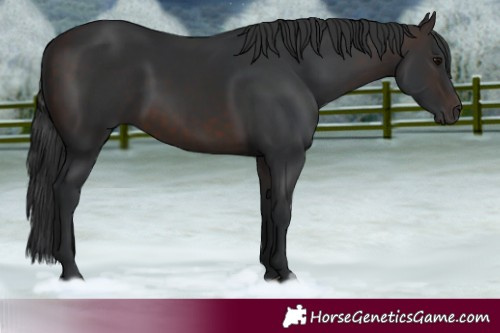 Horse Color:White Spotted Brown 