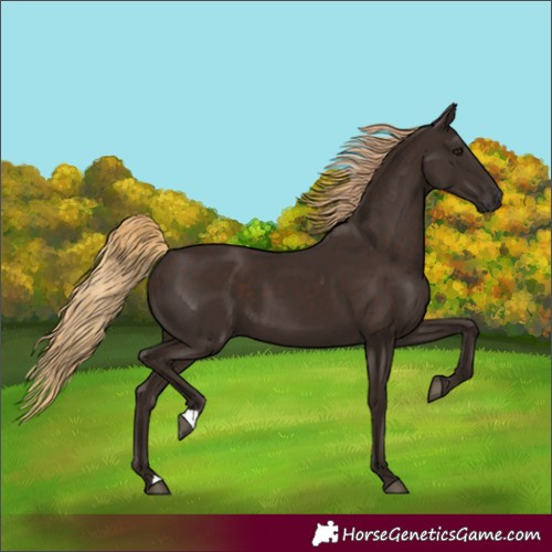 Horse Color:Unknown 