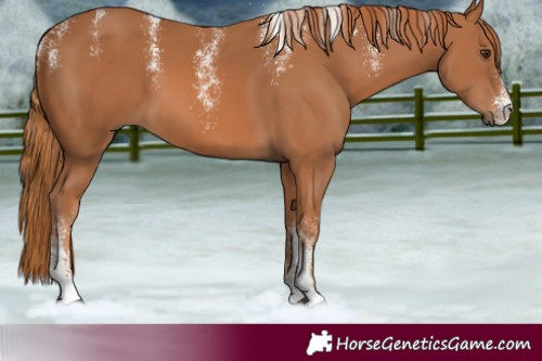 Horse Color:Powder White Chestnut 
