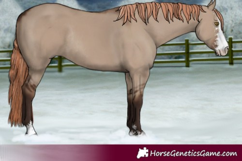 Horse Color:Liver Red Dun Sabino Rabicano 