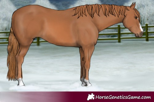 Horse Color:Chestnut 
