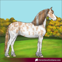 Horse Color:Chestnut Sabino