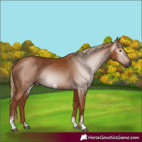 Horse Color:Gray Chestnut Sabino