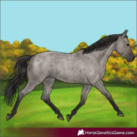 Horse Color:Smoky Grullo Roan