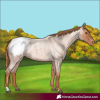 Horse Color:Red Roan Snowcap