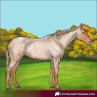 Horse Color:Red Roan Appaloosa