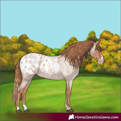 Horse Color:Red Roan Splash Appaloosa 