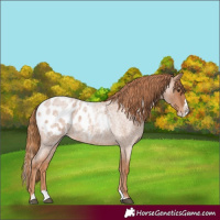 Horse Color:Red Roan Splash Blanket