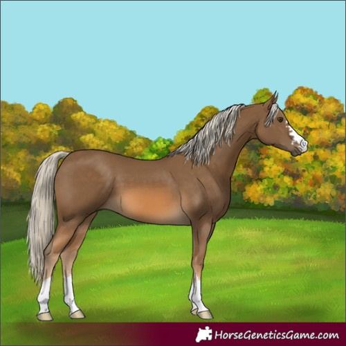 Horse Color:Chocolate Palomino 