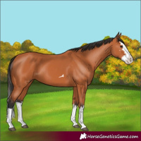 Horse Color:Bay Splash 