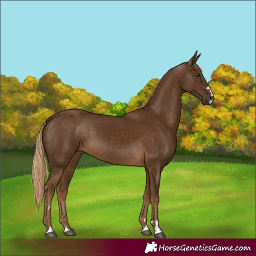 Horse Color:Chocolate Palomino