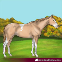 Horse Color:Gold Champagne Splash Tobiano